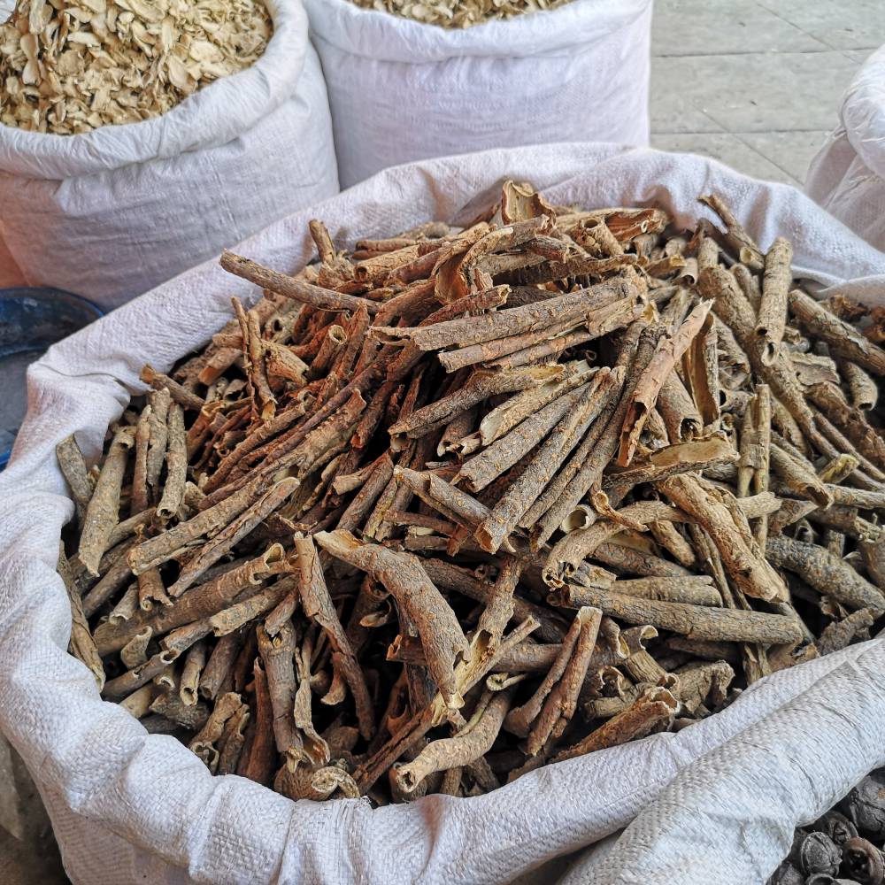 刺五加的藥用價值及其在現(xiàn)代生活中的應用